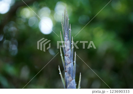 鳥取 四季の散歩 春 花 雑草 鳥取 四季の散歩 春 花 雑草 123690333