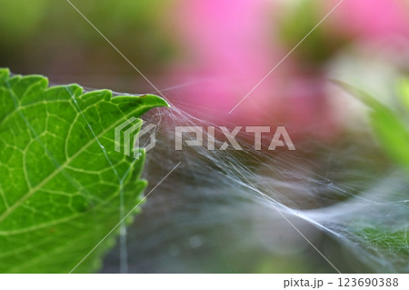 鳥取 四季の散歩 春 花 雑草 鳥取 四季の散歩 春 花 雑草 123690388