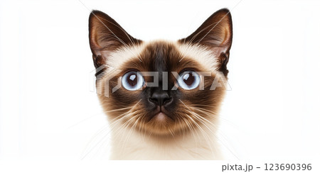 Siamese cat with striking blue eyes against white background 123690396