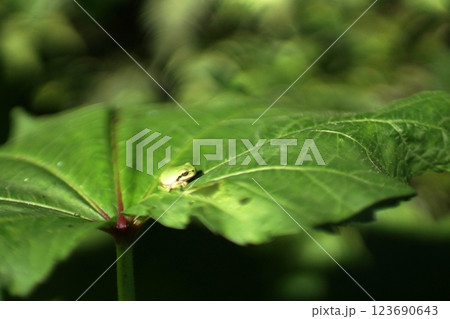 鳥取　四季の散歩　夏　用瀬運動公園  123690643