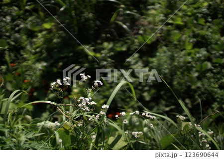 鳥取　四季の散歩　夏　用瀬運動公園  123690644