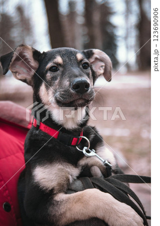 A happy dog sits in the arms of a volunteer. Black mongrel dog with a red collar on the street. Intimacy between a human and a pet. Loving faithful eyes of a dog A happy dog sits in the arms of a volunteer. Black mongrel dog with a red collar on the street. Intimacy between a human and a pet. Loving faithful eyes of a dog 123690906