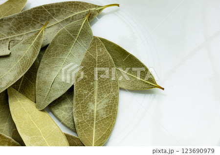 白背景にローリエ（月桂樹）とコピースペース 123690979