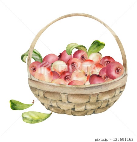 Cranberry lingonberry with leaves in weaved basket, hand drawn in watercolor, heap of ripe picked forest berry harvest. Isolated illustration for restaurant, cafe menu, recipe book, farmers market 123691162