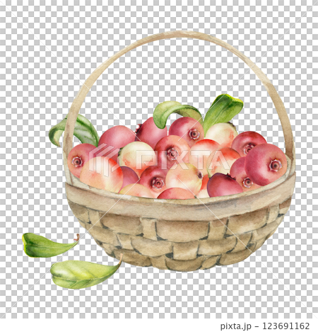 Cranberry lingonberry with leaves in weaved basket, hand drawn in watercolor, heap of ripe picked forest berry harvest. Isolated illustration for restaurant, cafe menu, recipe book, farmers market 123691162