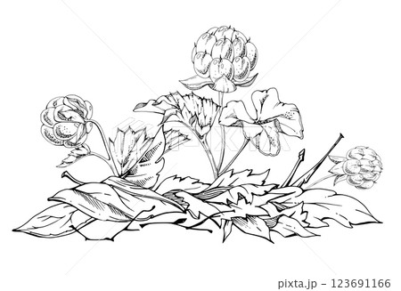 Cloudberry raspberry in autumn leaves on stem, hand drawn vector ink, line ripe Scandinavian forest berry. Isolated botanical illustration for dessert cafe menu, restaurant, wedding, farmers market 123691166