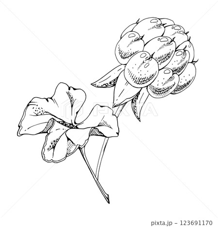 Cloudberry raspberry with plant leaves on stem, hand drawn vector ink, Scandinavian line ripe forest berry. Isolated botanical illustration for restaurant, dessert cafe menu, wedding, farmers market 123691170