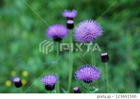 鳥取 四季の散歩 春 花 雑草 鳥取 四季の散歩 春 花 雑草 123691500