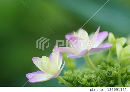 鳥取 四季の散歩 春 花 雑草 鳥取 四季の散歩 春 花 雑草 123691525