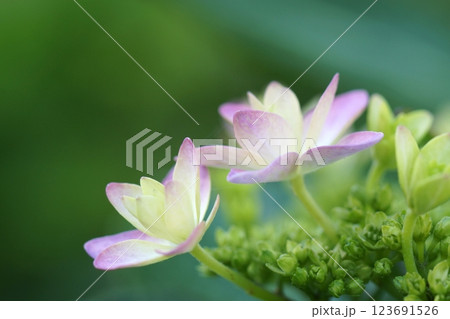 鳥取 四季の散歩 春 花 雑草 鳥取 四季の散歩 春 花 雑草 123691526