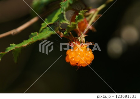 鳥取　四季の散歩　春　花　雑草 123691533
