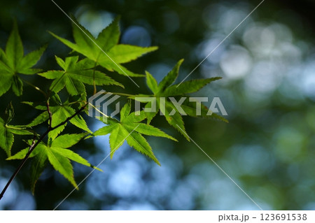 鳥取 四季の散歩 春 花 雑草 鳥取 四季の散歩 春 花 雑草 123691538