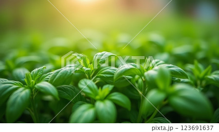 Basil plants growing in garden with sunlight. Close-up of green leaves with blurred background. Organic farming and culinary herb concept Basil plants growing in garden with sunlight. Close-up of green leaves with blurred background. Organic farming and culinary herb concept 123691637
