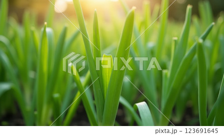 Fresh green onion sprouts growing in garden with blurred background, symbolizing organic farming, healthy food, and natural agriculture 123691645