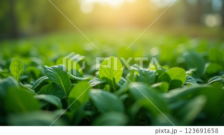 Fresh green spinach plants growing in soil with sunlight, close-up of vibrant leaves in organic farm, concept of healthy eating and agriculture 123691658