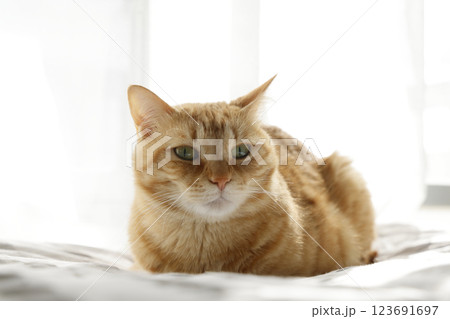 猫ちゃん親子の日常風景 猫ちゃん親子の日常風景 123691697