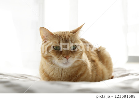 猫ちゃん親子の日常風景 猫ちゃん親子の日常風景 123691699