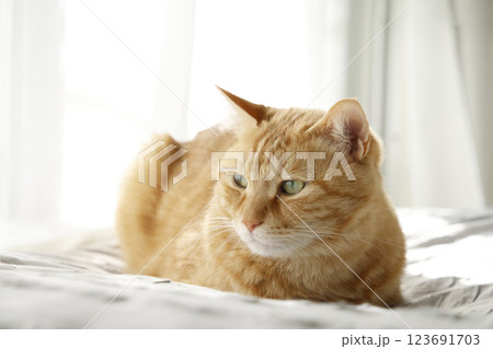 猫ちゃん親子の日常風景 123691703