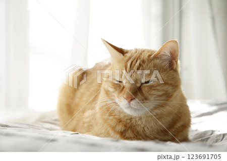 猫ちゃん親子の日常風景 123691705