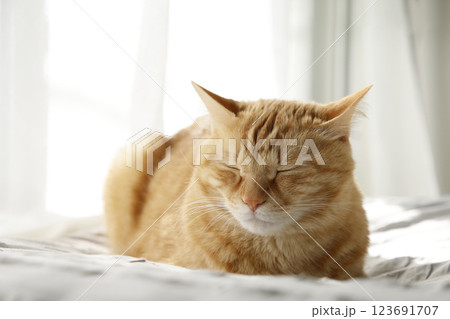 猫ちゃん親子の日常風景 123691707
