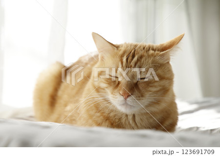 猫ちゃん親子の日常風景 123691709