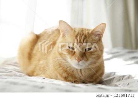 猫ちゃん親子の日常風景 123691713