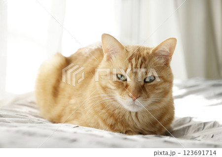 猫ちゃん親子の日常風景 猫ちゃん親子の日常風景 123691714