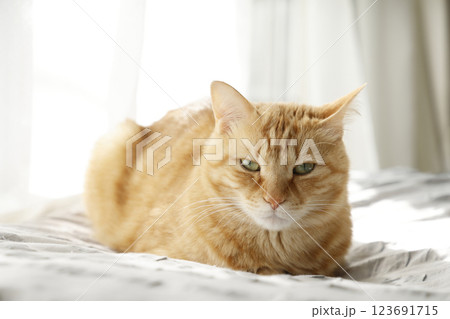 猫ちゃん親子の日常風景 猫ちゃん親子の日常風景 123691715