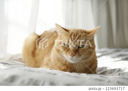 猫ちゃん親子の日常風景 123691717
