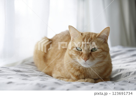 猫ちゃん親子の日常風景 123691734