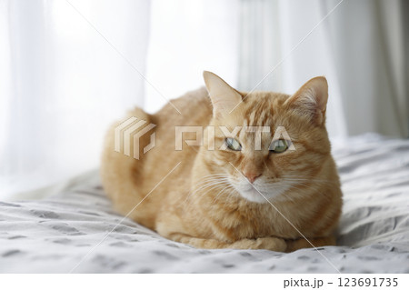 猫ちゃん親子の日常風景 猫ちゃん親子の日常風景 123691735