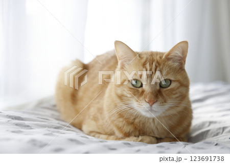 猫ちゃん親子の日常風景 123691738