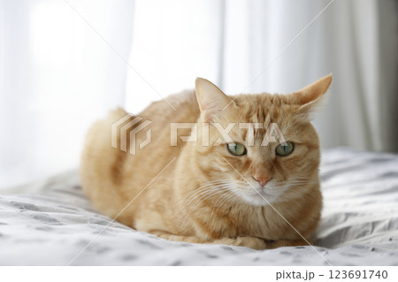 猫ちゃん親子の日常風景 123691740