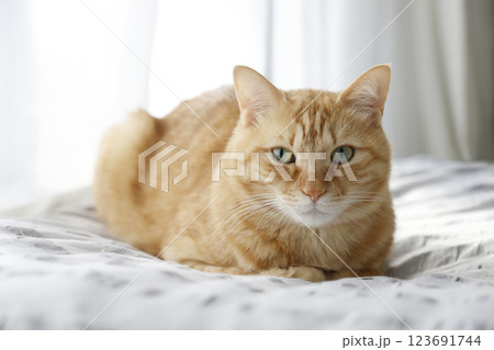 猫ちゃん親子の日常風景 猫ちゃん親子の日常風景 123691744