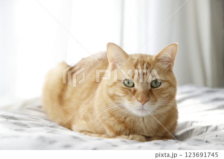 猫ちゃん親子の日常風景 123691745