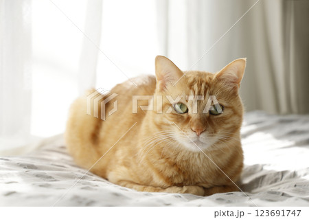 猫ちゃん親子の日常風景 123691747