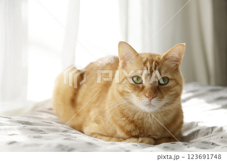 猫ちゃん親子の日常風景 123691748