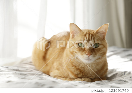 猫ちゃん親子の日常風景 123691749