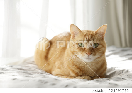 猫ちゃん親子の日常風景 猫ちゃん親子の日常風景 123691750