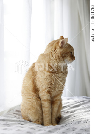 猫ちゃん親子の日常風景 123691763