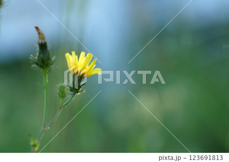 鳥取 四季の散歩 春 花 雑草 鳥取 四季の散歩 春 花 雑草 123691813