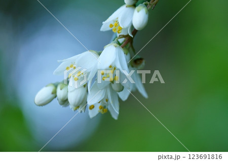 鳥取　四季の散歩　春　花　雑草 123691816