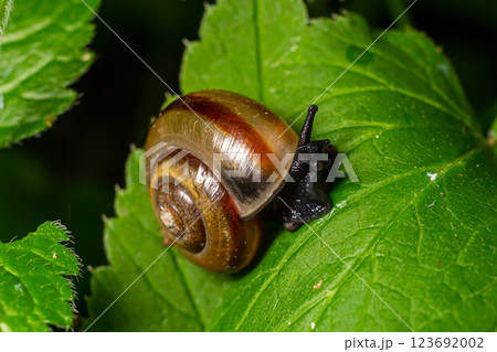 Oxychilus alliarius , commonly known as the garlic snail or garlic glass-snail 123692002