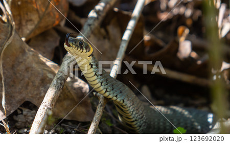 The grass snake Natrix natrix, sometimes called the ringed snake or water snake, is a Eurasian non-venomous snake. Mating time in spring in the forest The grass snake Natrix natrix, sometimes called the ringed snake or water snake, is a Eurasian non-venomous snake. Mating time in spring in the forest 123692020