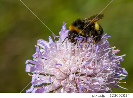 Bumble bee sitting on a thistle flower, closeup. Front view. Genus species Bombus Bumble bee sitting on a thistle flower, closeup. Front view. Genus species Bombus 123692034