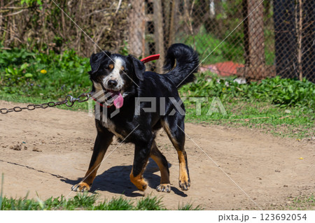 Playful dog enjoys a sunny walk along a dirt path in a lush green park on a beautiful day Playful dog enjoys a sunny walk along a dirt path in a lush green park on a beautiful day 123692054