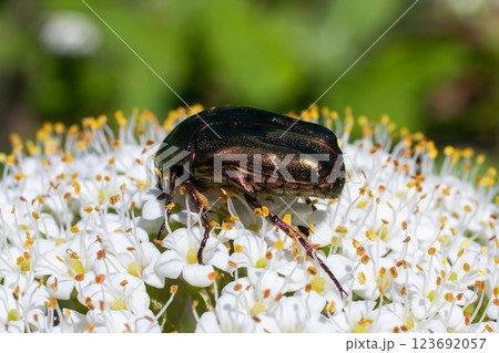 Beetle collecting pollen on a cluster of white flowers in a garden during a sunny day in spring 123692057