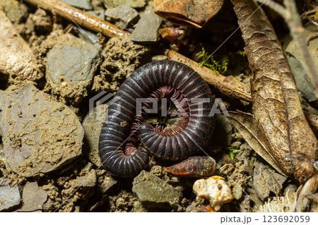 Curled millipede resting on ground amidst rocks and leaves in a natural outdoor environment Curled millipede resting on ground amidst rocks and leaves in a natural outdoor environment 123692059