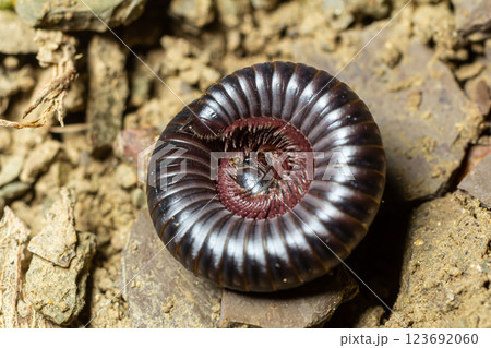 Close-up of a millipede curled on the ground amongst soil and rocks in a natural habitat during daylight Close-up of a millipede curled on the ground amongst soil and rocks in a natural habitat during daylight 123692060