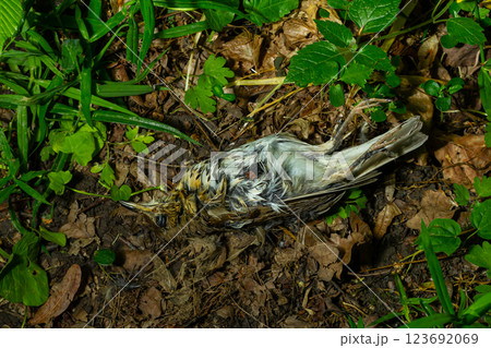 Dead bird lies among leaves and grass in the ground, showcasing nature's cycle and the impact of the environment on wildlife 123692069